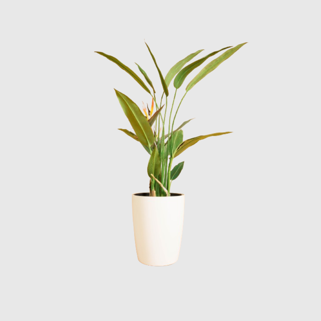 Strelitzia Tree
