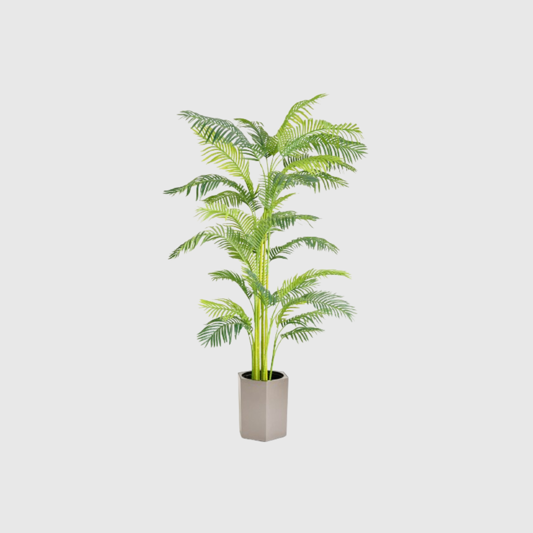 Areca Palm
