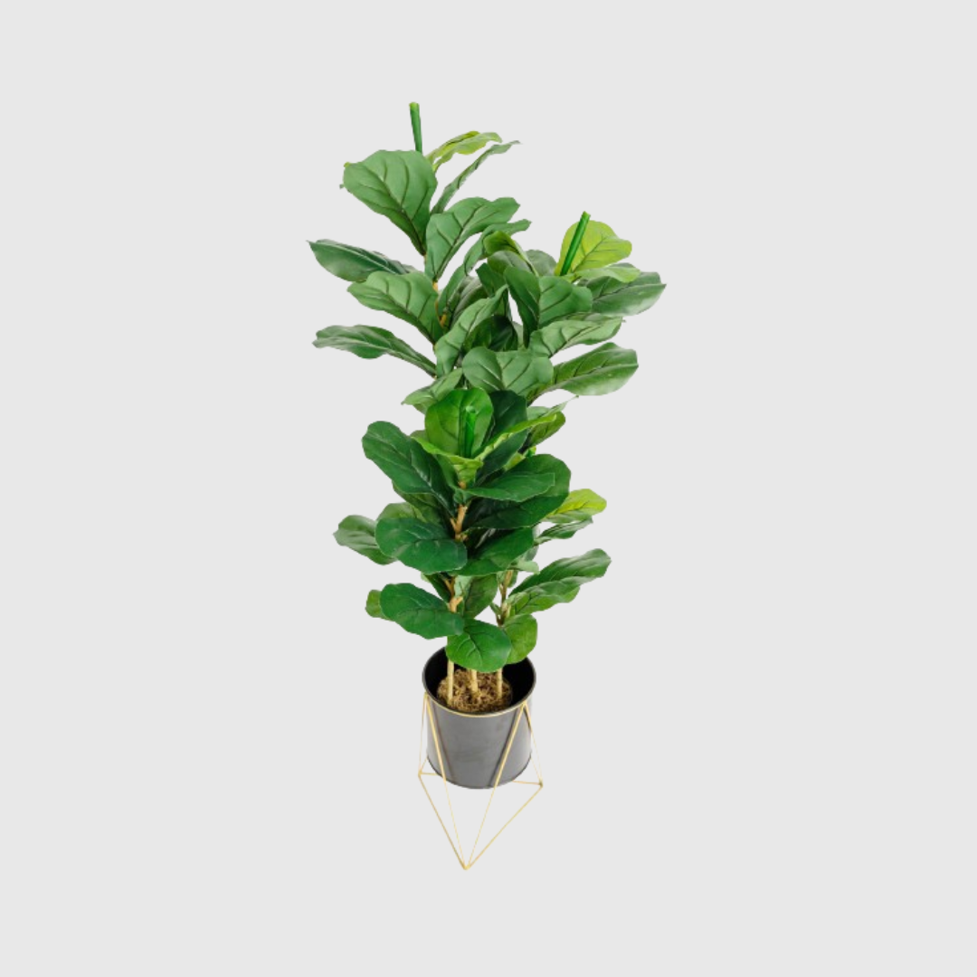 Fiddle leaf fig